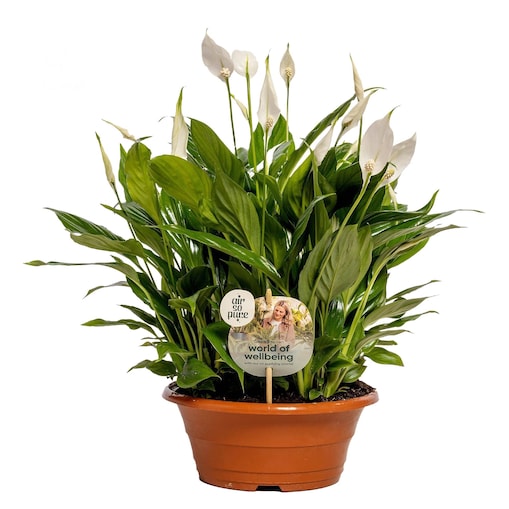 Spathiphyllum Bellini – Skrzydłokwiat XXL doniczka Ø 23 cm – wys. 45 cm