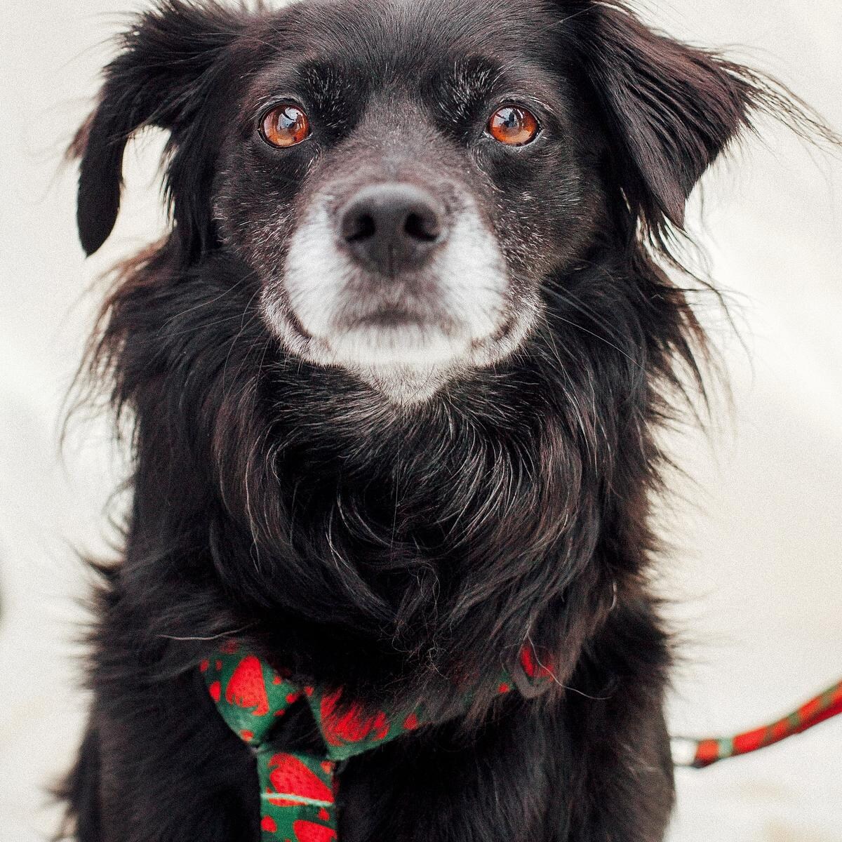 Szelki dla psa lub kota typu guard "Większe niż poziomka na 9 liter" - Szerokość taśmy: 25mm, Rozmiar: XL