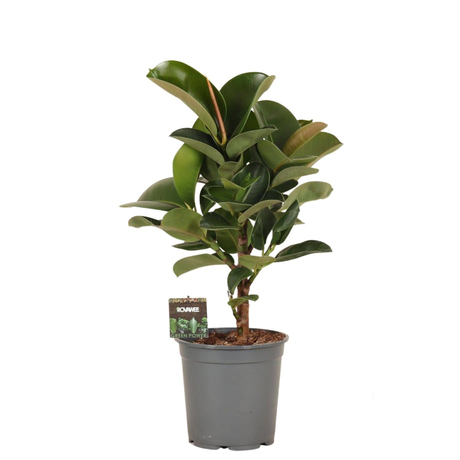 Fikus elastica Cloe XXL | Doniczka Ø 21 cm | Wysokość ok. 70 cm