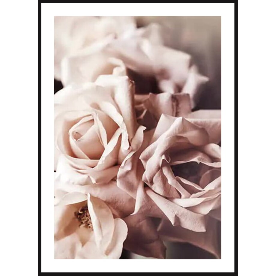 Poster Story, Plakat, Obraz - Piękne Pudrowe Róże, wymiary 70 x 100 cm