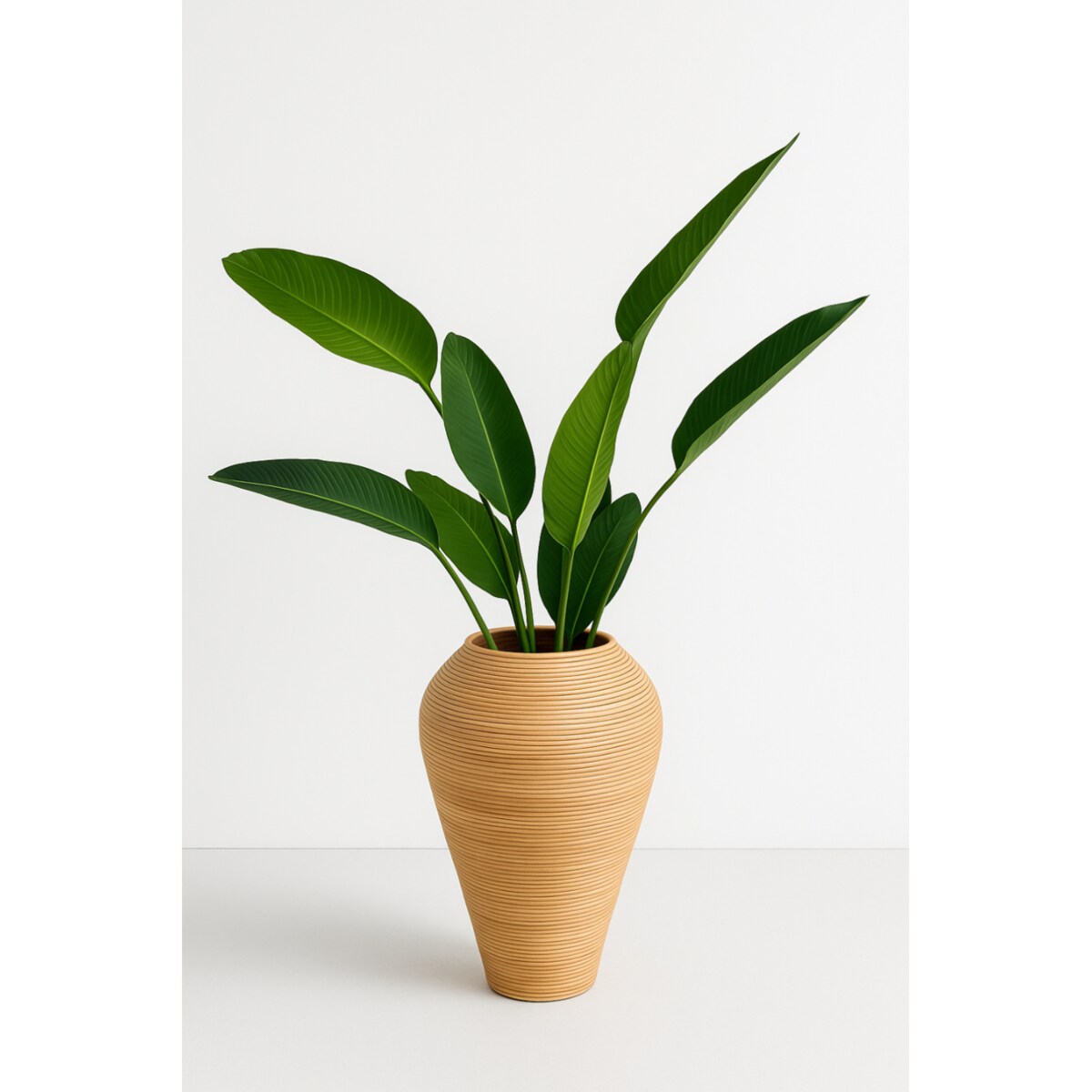 WAZON NICOLAS NATURALNY