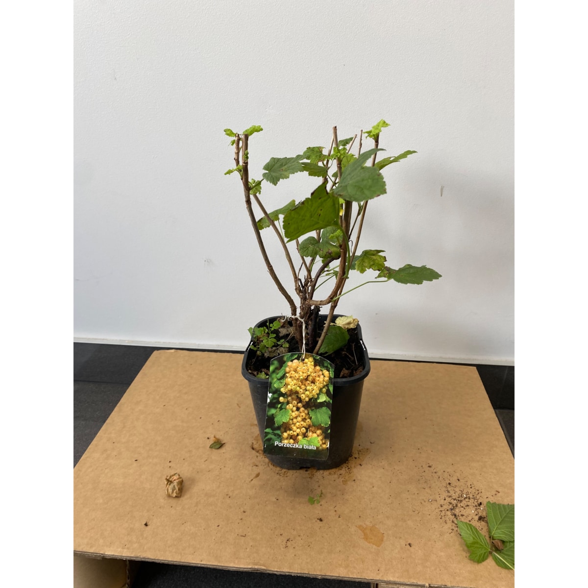 Porzeczka biała Ribes rubrum Doniczka Ø 19 cm – Wysokość ok. 70 cm