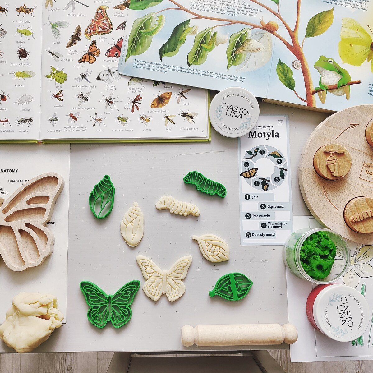 Foremki sensoryczne – Cykl Życia Motyla