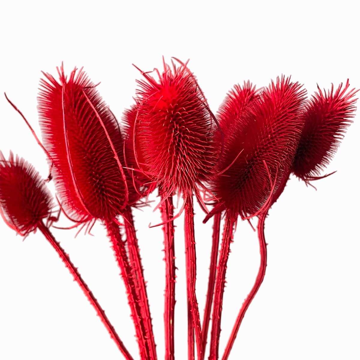 Oset suszony czerwony - szczeć - 10szt.
