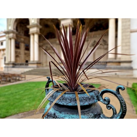 Cordyline australis Red Star XXL doniczka 17cm wysokość 40cm