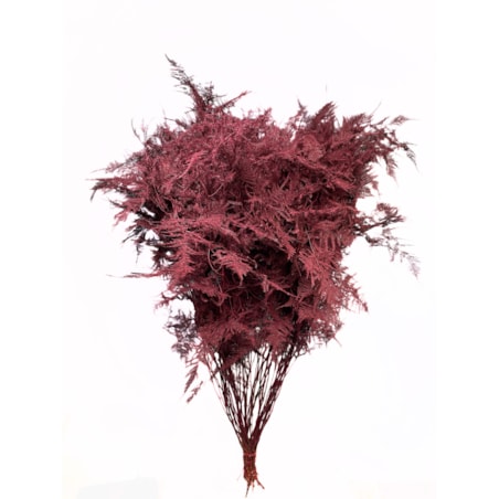 Asparagus Bordeaux – bukiet 50 szt., wysokość ok. 80 cm, 550–600 g