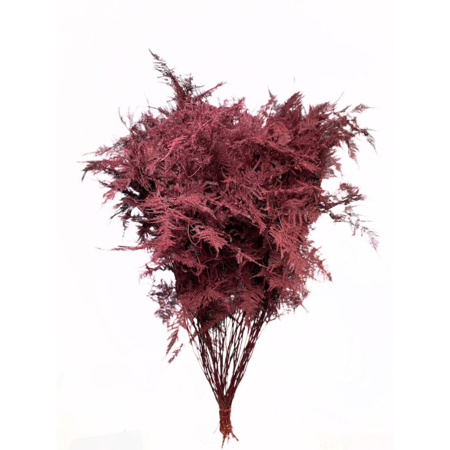 Asparagus Bordeaux – bukiet 50 szt., wysokość ok. 80 cm, 550–600 g