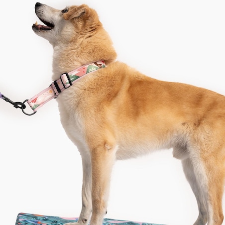 Obroża półzaciskowa SUPER SOFT "Oopsy Daisy" - Szerokość taśmy: 38mm, Rozmiar: M