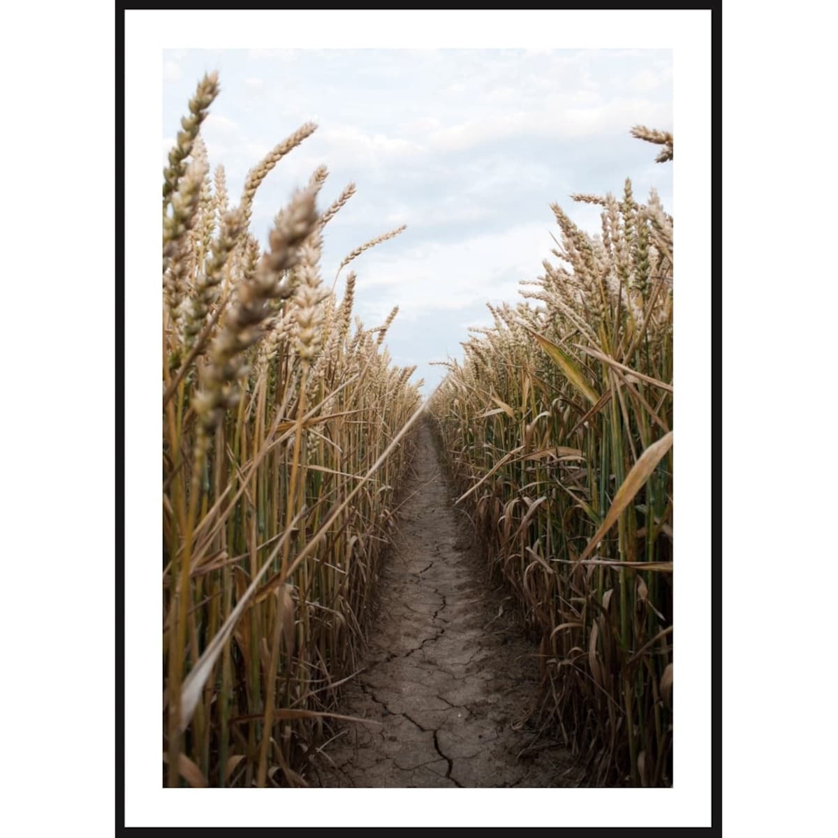 Poster Story, Plakat, Obraz - Droga przez Rozległe Pola Zbóż, wymiary 42 x 60 cm