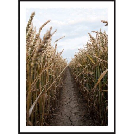 Poster Story, Plakat, Obraz - Droga przez Rozległe Pola Zbóż, wymiary 42 x 60 cm