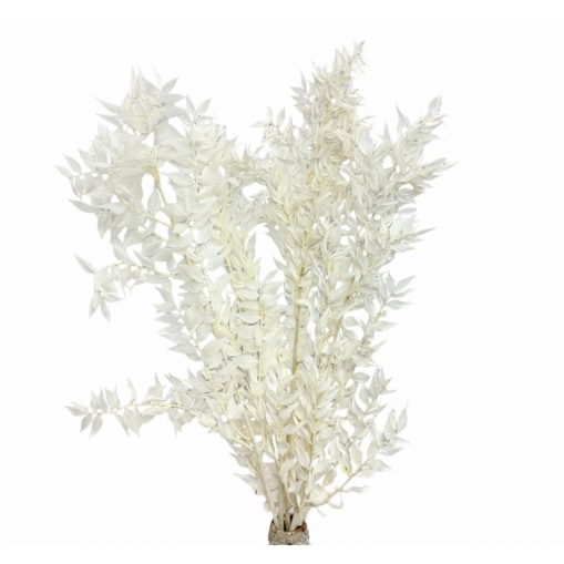 Stabilizowany ruskus bielony 5 gałązek
