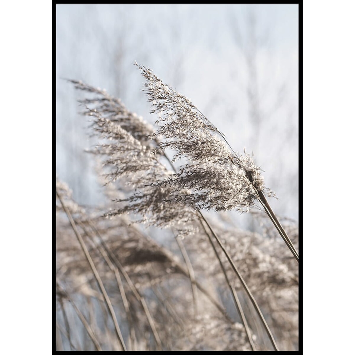 plakat trawa pampasowa 04 21x30 cm