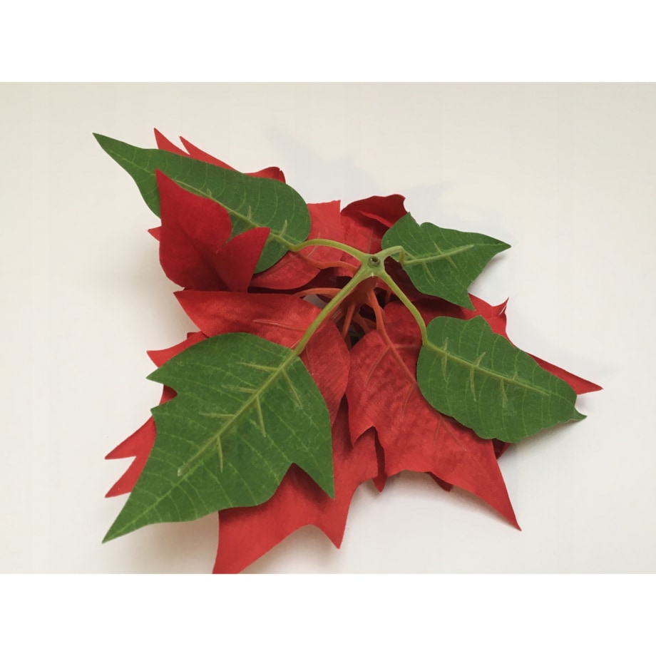 GWIAZDA WELUROWA duża poinsecja BETLEJEMSKA CZERWONA jak żywa na bukiet