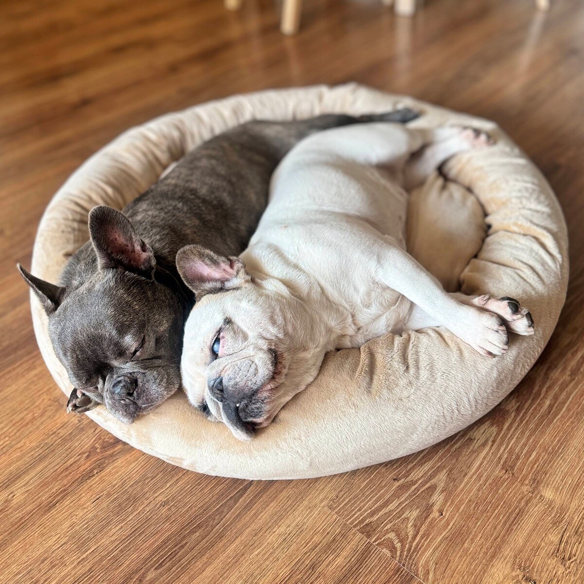 Pluszowe legowisko dla psa lub kota BUZZY, 60x55 cm, Beż