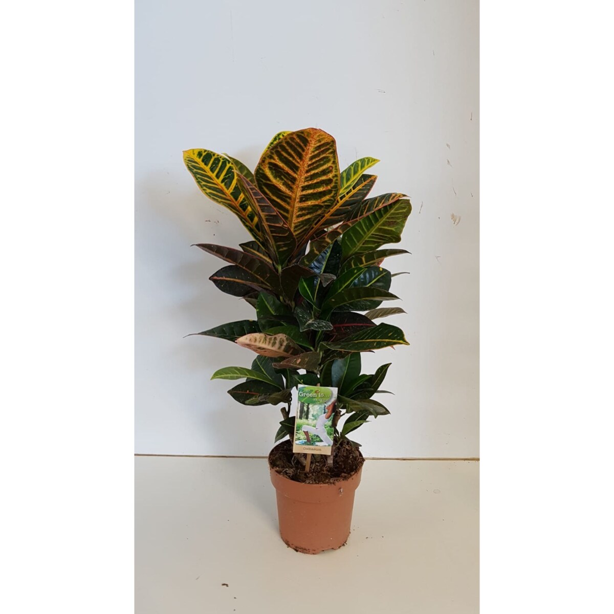 Codiaeum Petra XXL doniczka 17cm wysokość 60cm