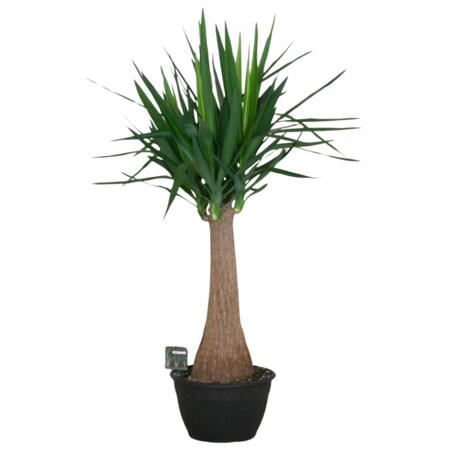 Yucca elephantipes|Doniczka Ø 30 cm | Wysokość ok. 120 cm