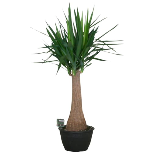 Yucca elephantipes|Doniczka Ø 30 cm | Wysokość ok. 120 cm