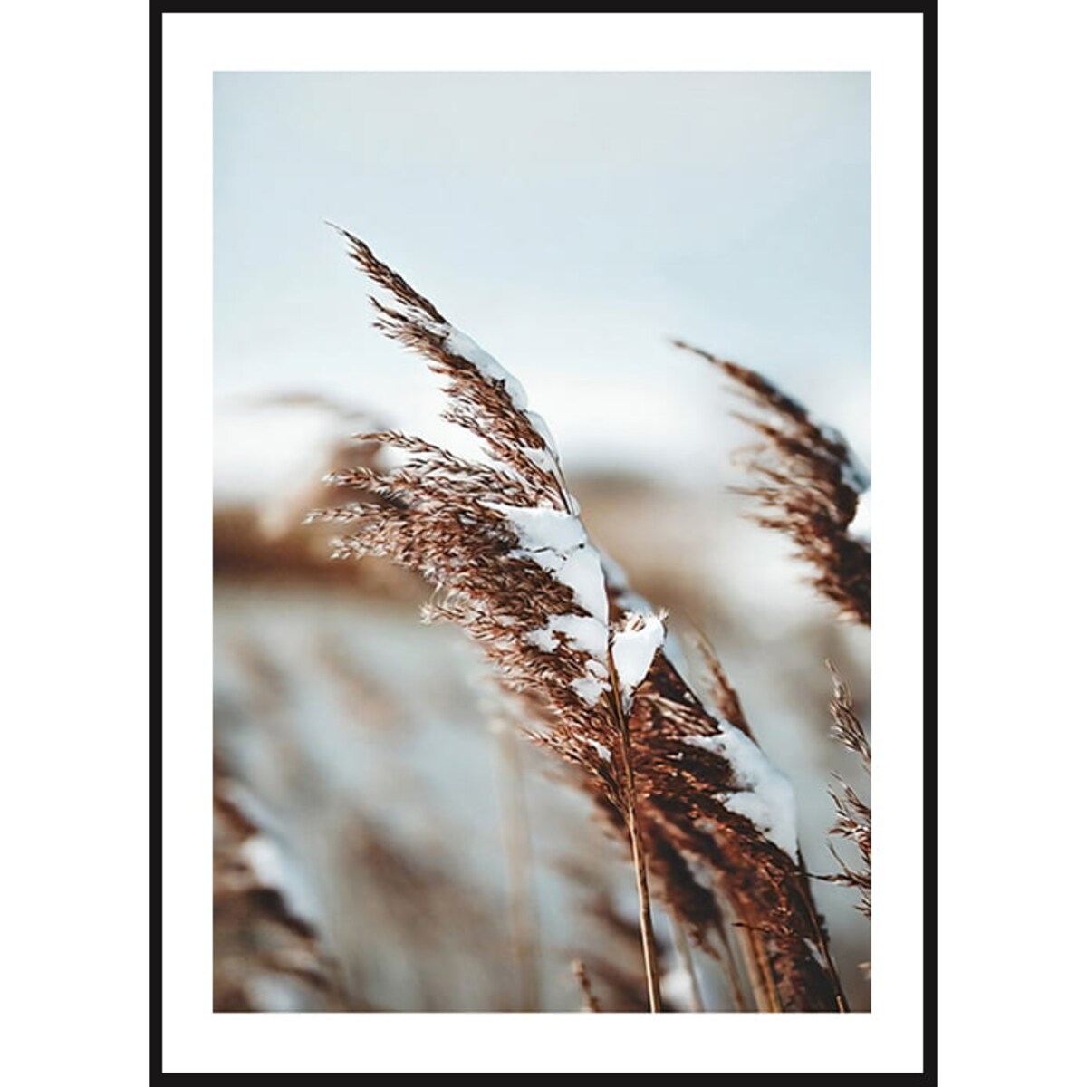 Poster Story, Plakat, Obraz - Ośnieżona Trawa Polna, wymiary 50 x 70 cm