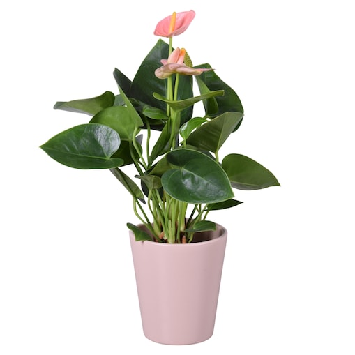 Anthurium w ceramicznej różowej doniczce Ø 11 cm | Wysokość ok. 30 cm