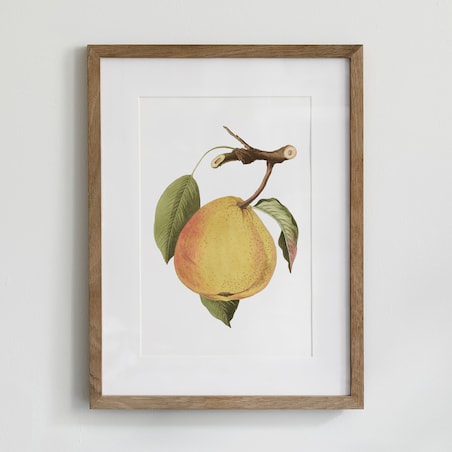Plakat dojrzała gruszka 21x30cm