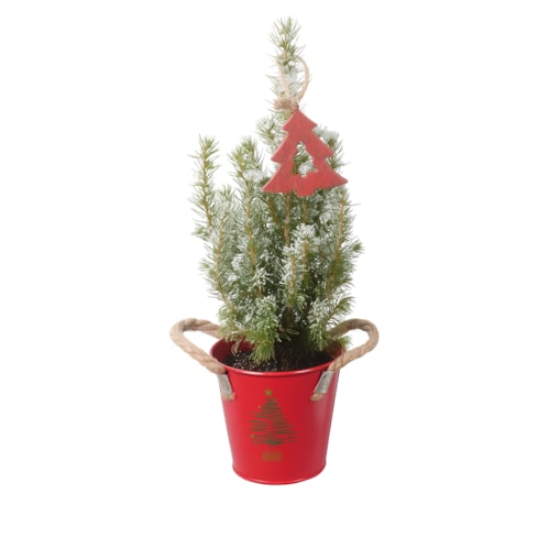 Picea Glauca -choinka- mini w wiaderku Doniczka Ø9 cm | Wysokość ok. 30cm