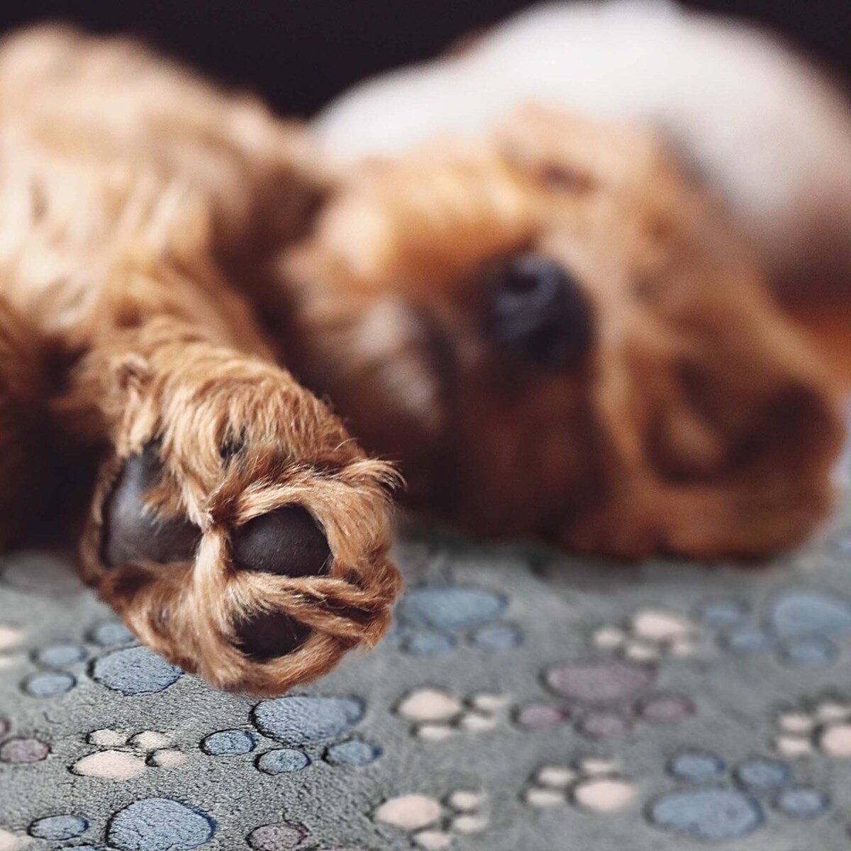 Koc Kocyk Dla Psa Kota Z Polaru Posłanie 70X50