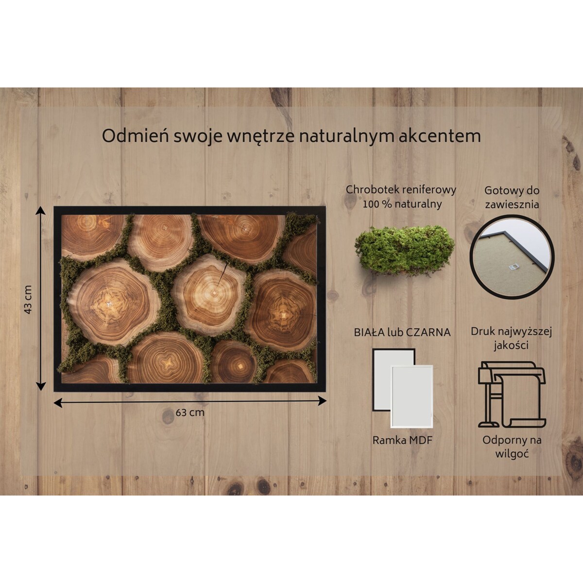 Obraz Przekrój pnia - mech chrobotek w czarnej ramie 60x40cm