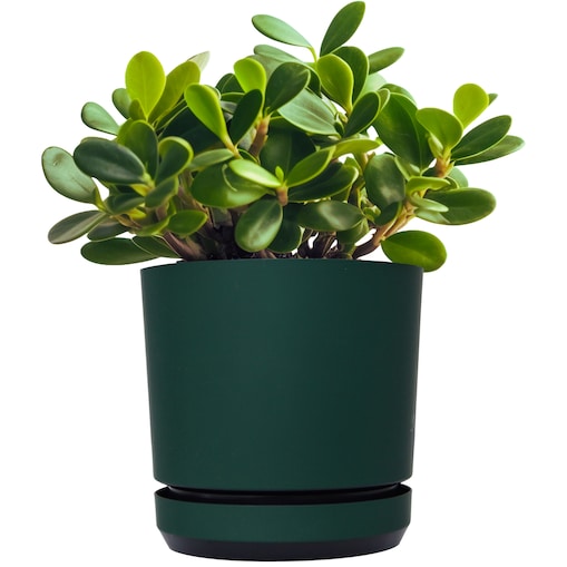 14 cm wzór ZIELONA BUTELKOWA Doniczka z podstawką ciemna zieleń satynowa matowa