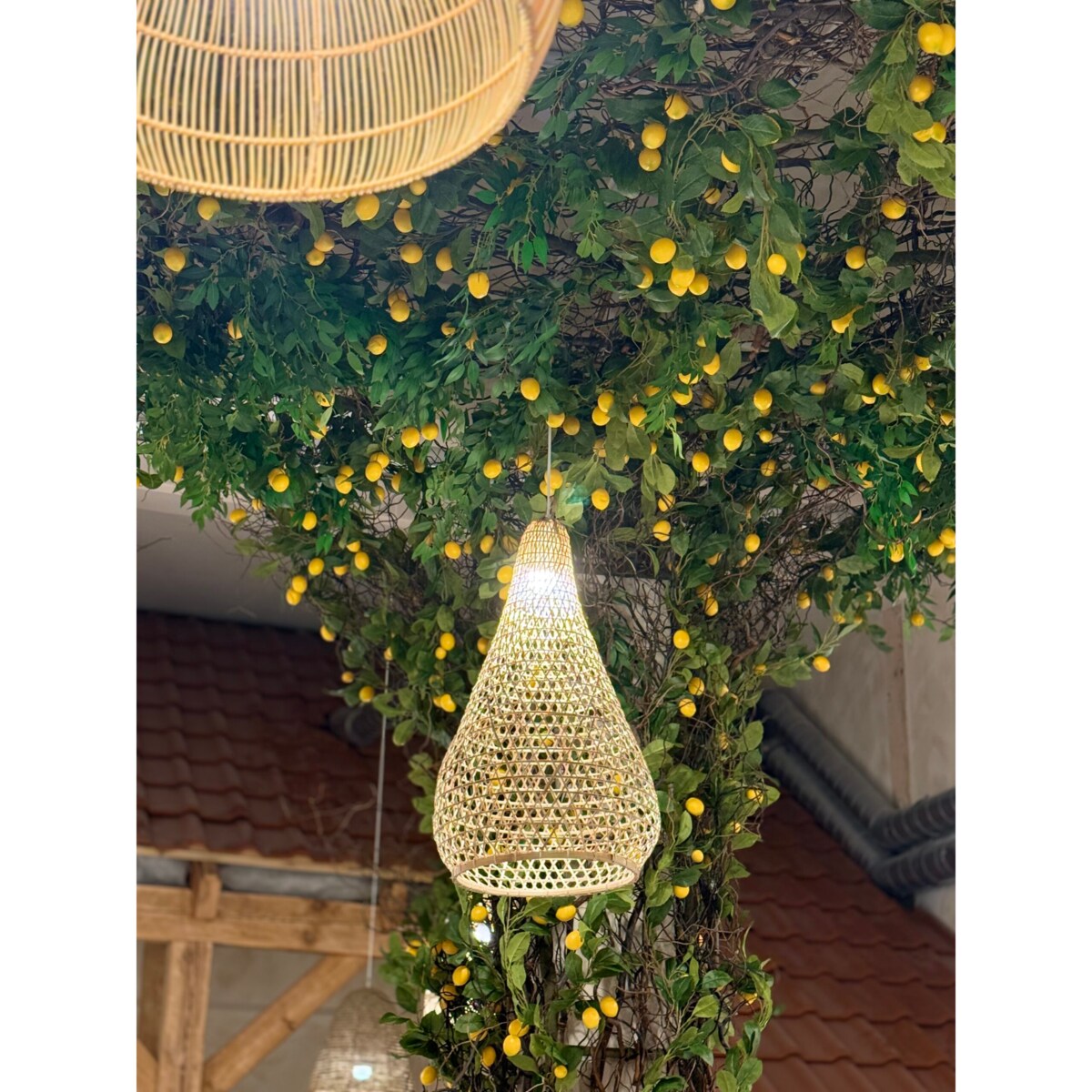 Instalacja z cytryn - drzewo cytrynowe 25m2