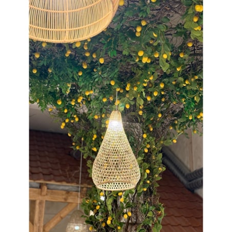 Instalacja z cytryn - drzewo cytrynowe 25m2