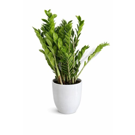 Zamioculcas zamiifolia XXL–ceramiczna doniczka Ø30 cm wysokość 110 cm