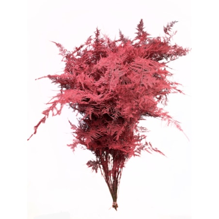 Asparagus Coral – bukiet , 50 szt., wysokość ok. 80 cm, 550–600 g