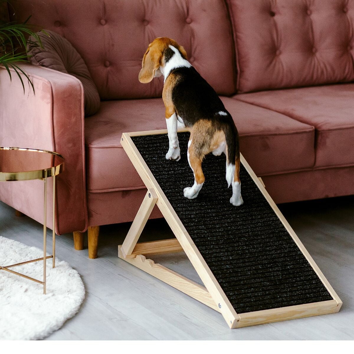 Animood Rampa dla psów Skipper rozmiar: uniwersalny, kolor: naturalny