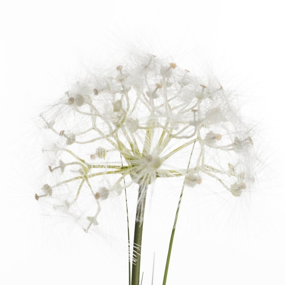 Dekoracja Dmuchawiec wys. 120cm, 24 x 14 x 120 cm