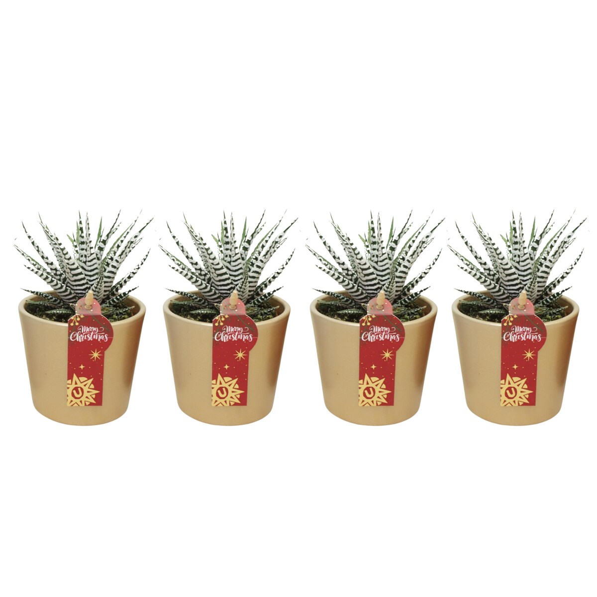 Zestaw 3 roślin Haworthia Fasciata złota ceramika Ø8,5 cm | Wysokość 16 cm