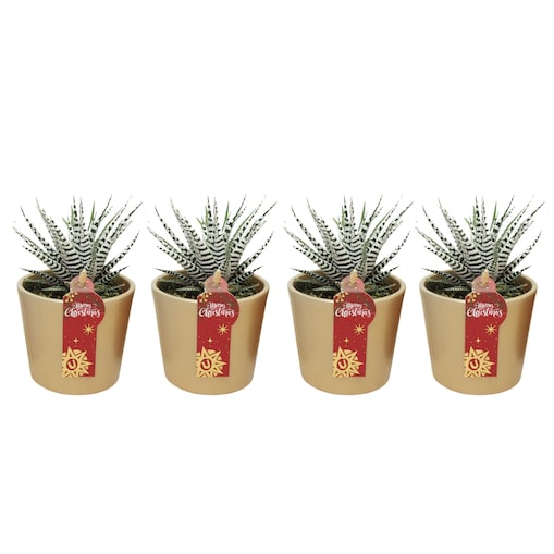 Zestaw 3 roślin Haworthia Fasciata złota ceramika Ø8,5 cm | Wysokość 16 cm