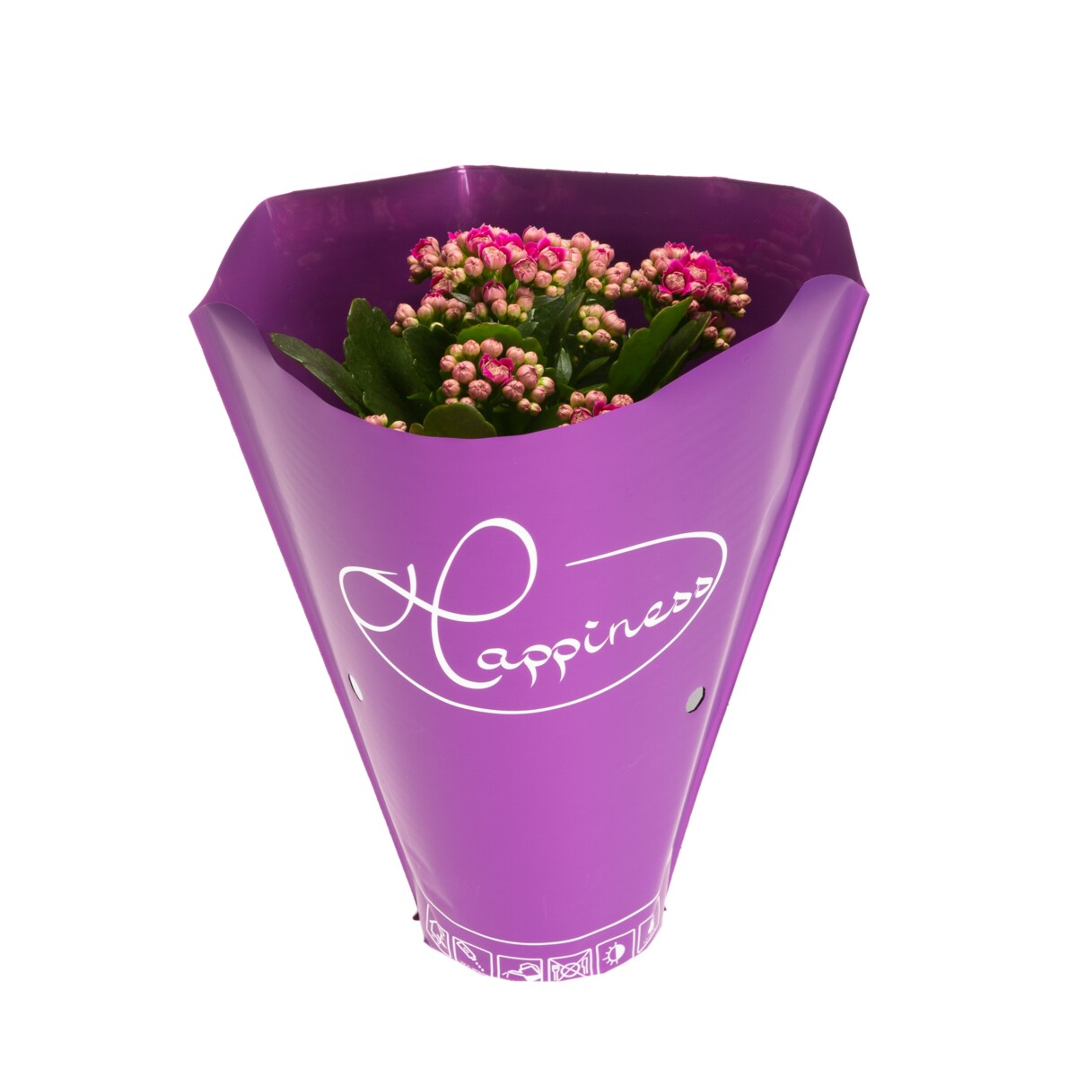 Kalanchoe blossfeldiana Happiness kolor fioletowy Ø 12cm wysokość 24cm