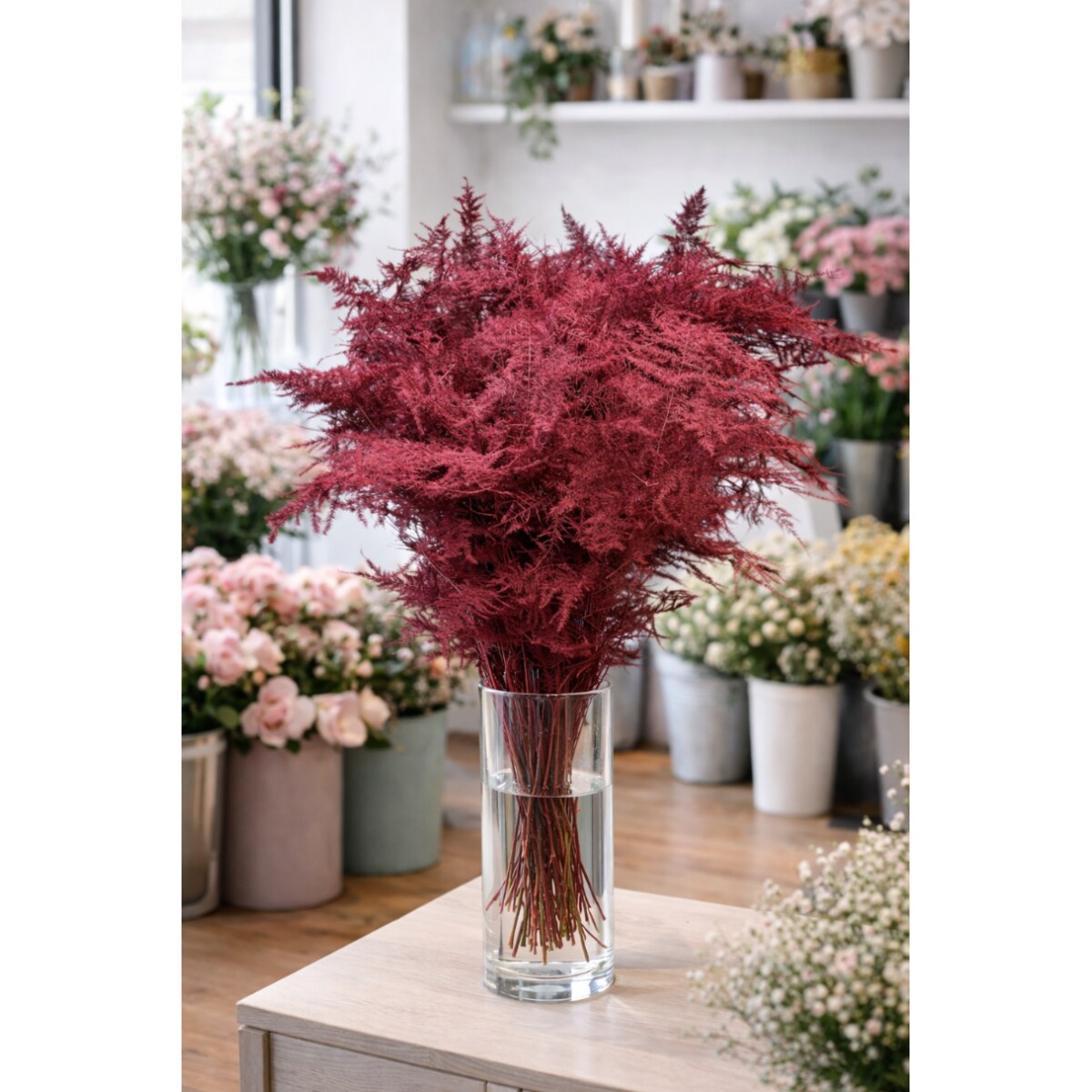 Asparagus Coral – bukiet , 50 szt., wysokość ok. 80 cm, 550–600 g