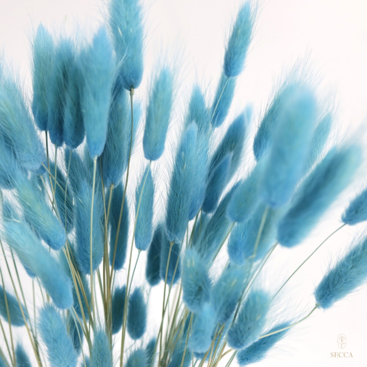 lagurus suszony niebieski