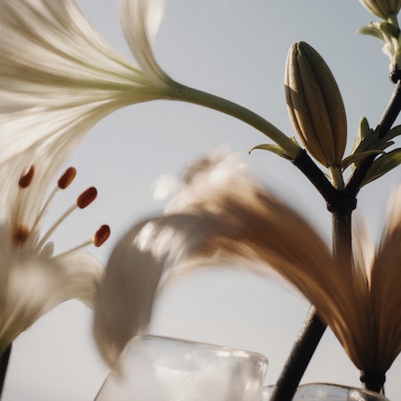 Côte Blanche - 30ml zapach do Dyfuzora Plug In