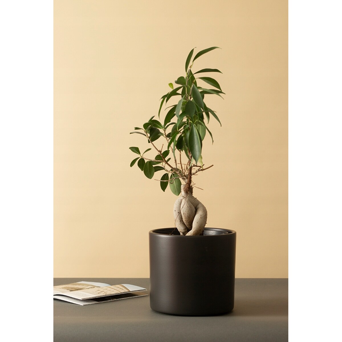 DONICZKA CERAMICZNA DUŻA 19cm czarna osłonka okrągła na bonsai do palmy