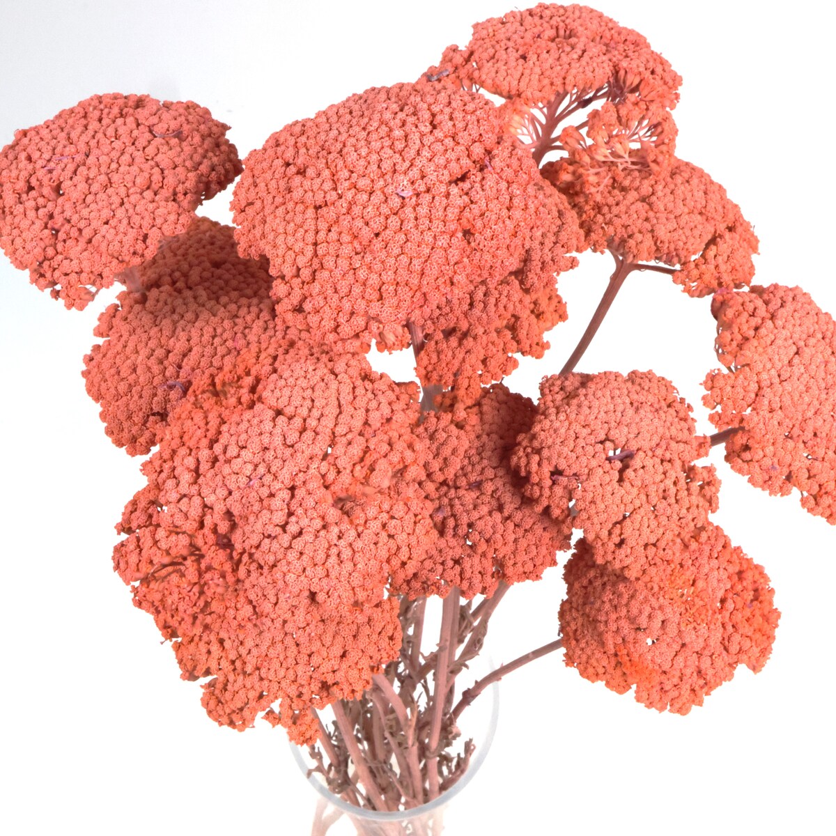 Krwawnik suszony brzoskwiniowy (Achillea)