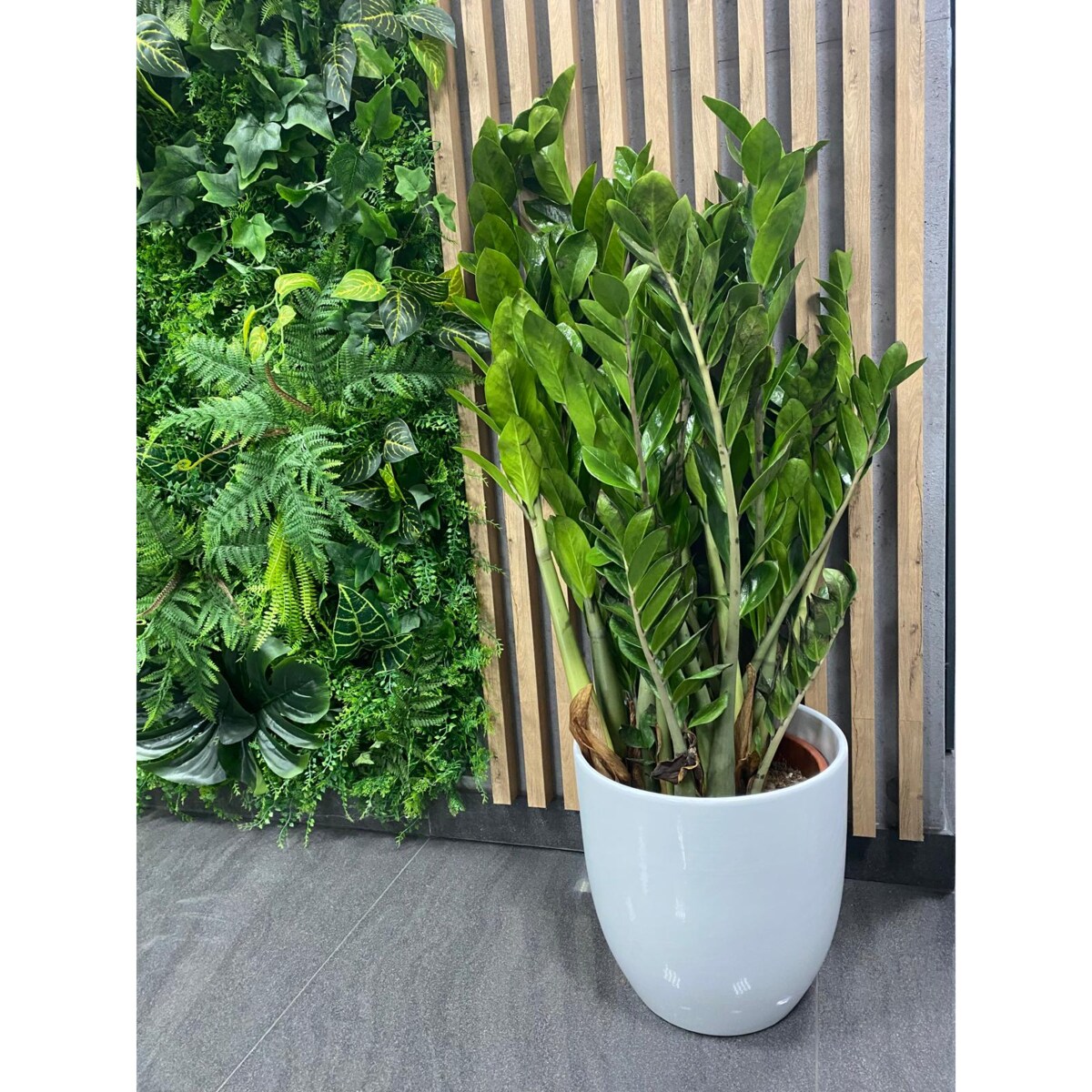 Zamioculcas zamiifolia XXL–ceramiczna doniczka Ø30 cm wysokość 110 cm
