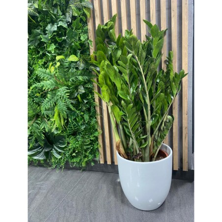 Zamioculcas zamiifolia XXL–ceramiczna doniczka Ø30 cm wysokość 110 cm