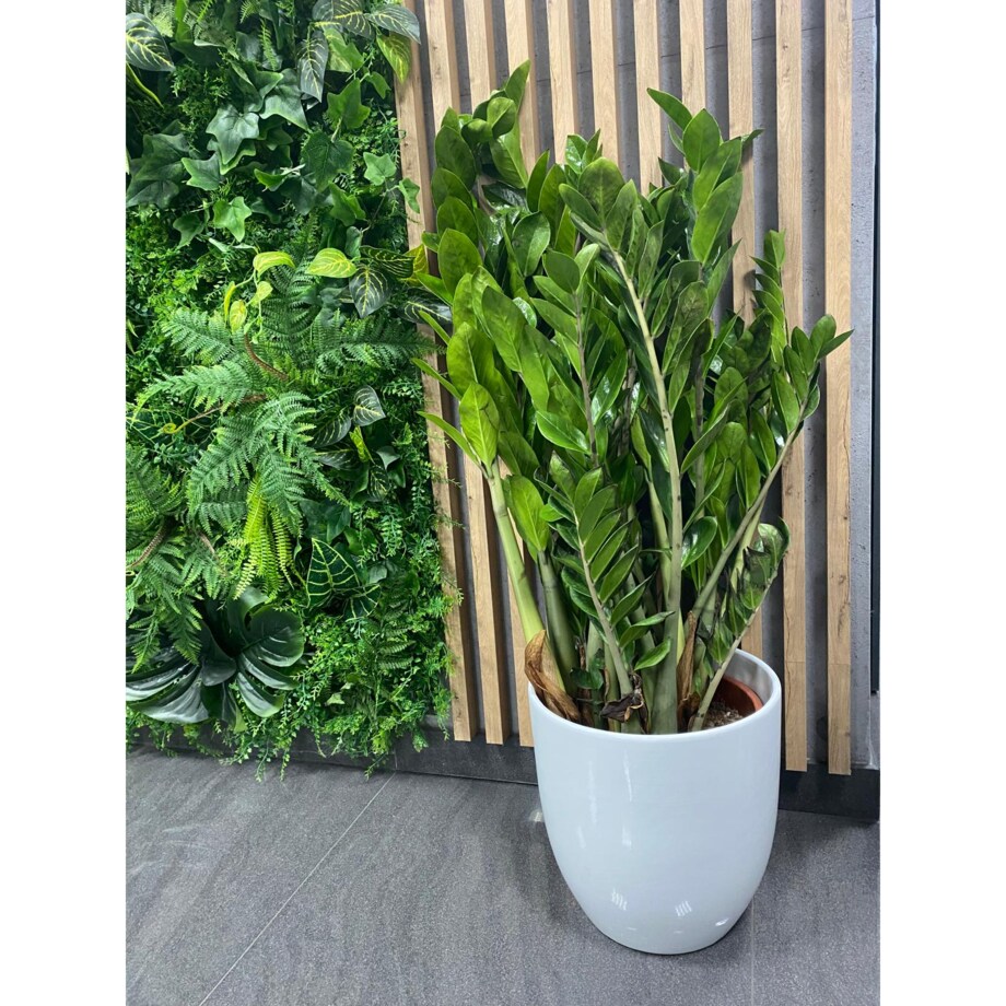 Zamioculcas zamiifolia XXL–ceramiczna doniczka Ø30 cm wysokość 110 cm
