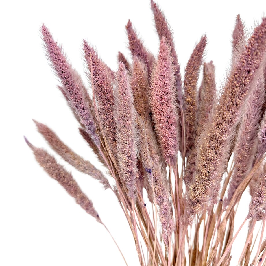 Suszona setaria fioletowa - suszone trawy