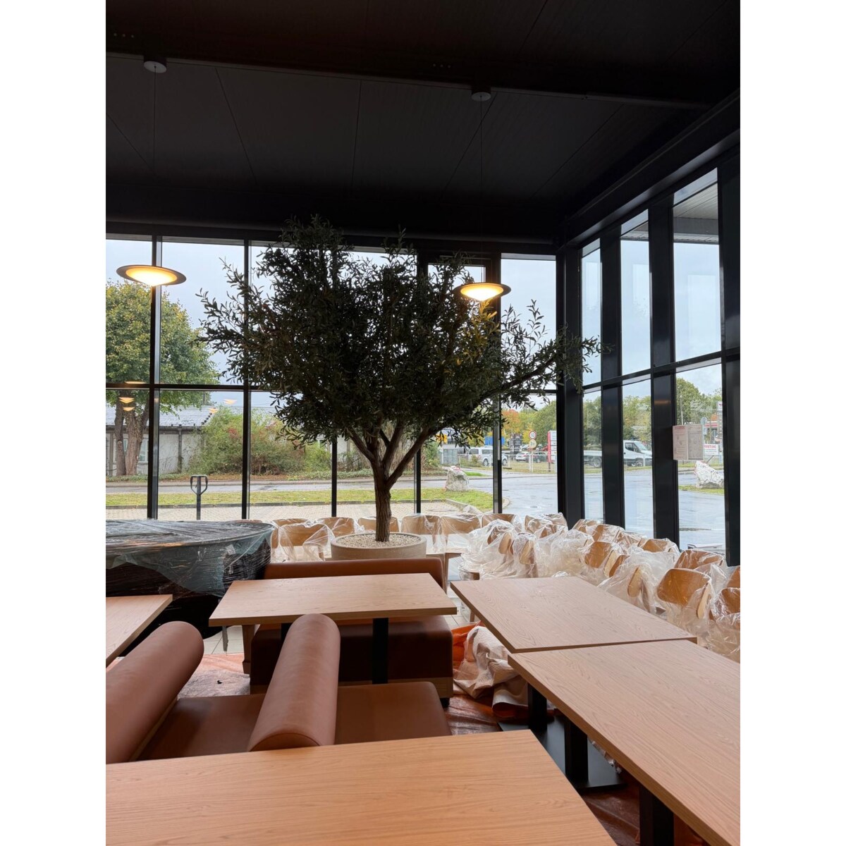 Drzewo oliwne 3,5 mx3,5 m na naturalnym pniu