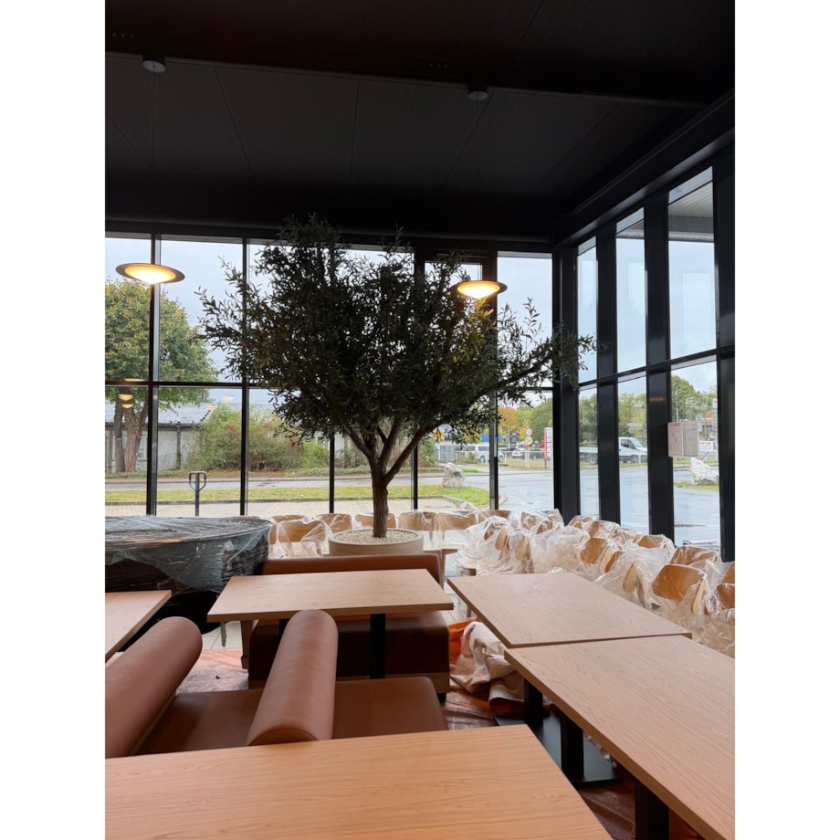 Drzewo oliwne 3,5 mx3,5 m na naturalnym pniu