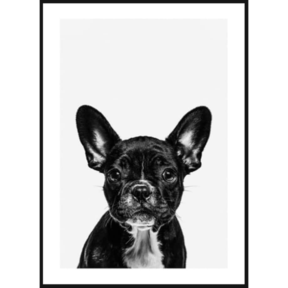 Poster Story, Plakat, Obraz - Czarny Buldog Francuski, wymiary 42 x 60 cm