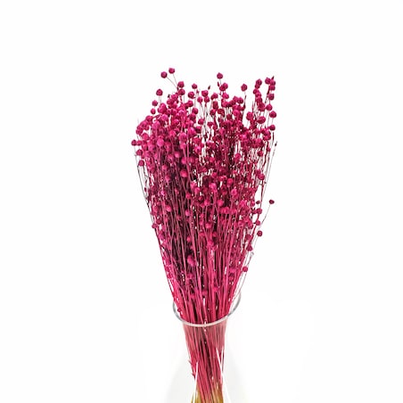 Suszony len fuksja - bukiet 90g - suszone kwiaty